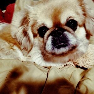 Meet your Posher, Jessica